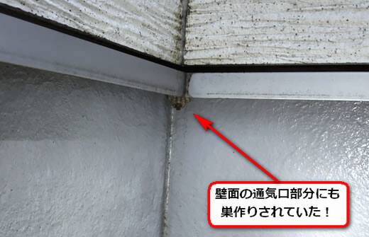 壁面通気口蜂の巣