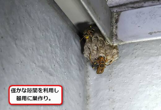 壁面アシナガバチ巣