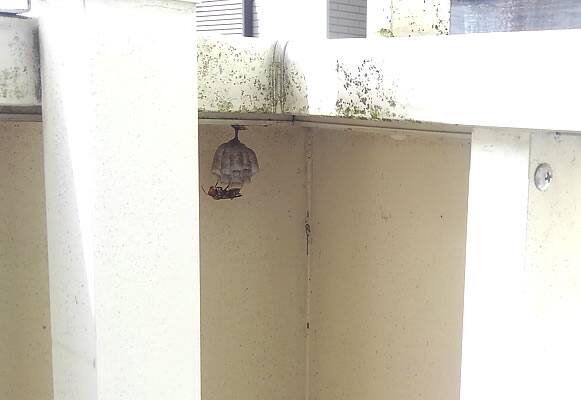 アシナガバチ駆除ベランダ