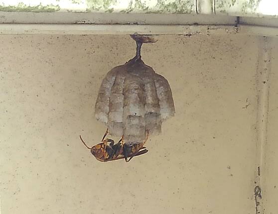 アシナガバチの巣駆除標準