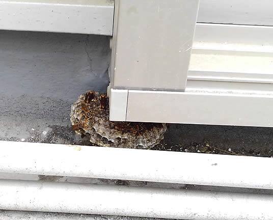 アシナガバチ駆除ベランダ窓