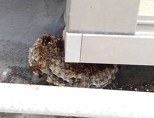 アシナガバチの巣駆除ベランダ窓
