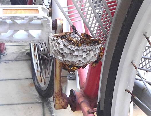 アシナガバチの巣駆除自転車