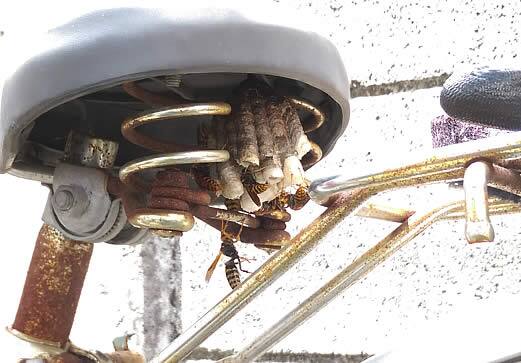 アシナガバチ注意点自転車