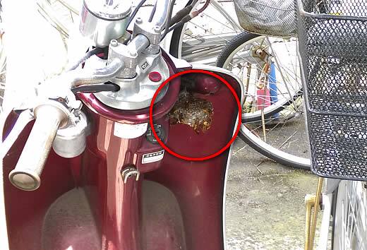 アシナガバチ注意点バイク