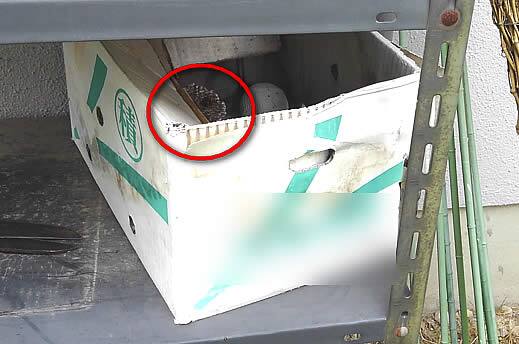 アシナガバチ注意点ダンボール