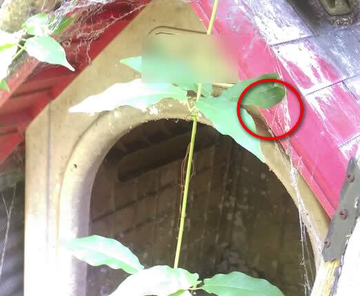 アシナガバチ注意点犬小屋