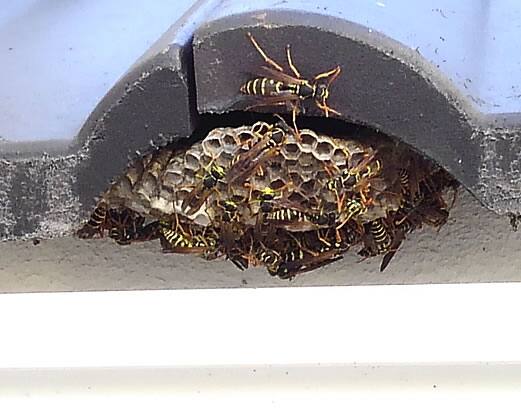 アシナガバチの巣巨大化