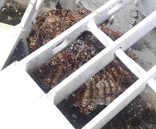 アシナガバチの巣巨大化