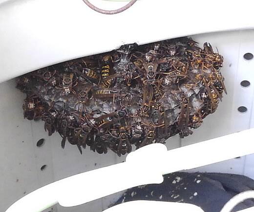 アシナガバチの巣巨大化