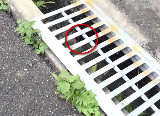 アシナガバチ注意点グレーチング