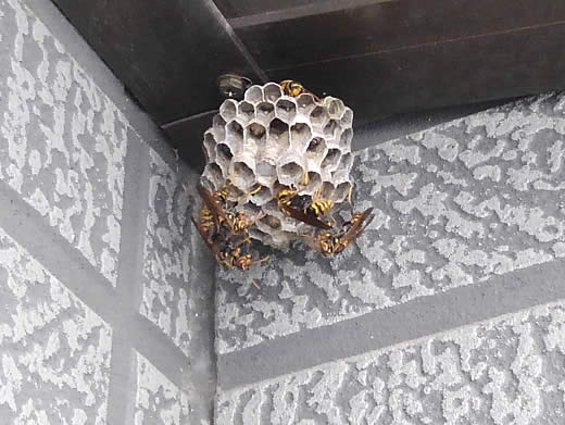 アシナガバチの巣成長