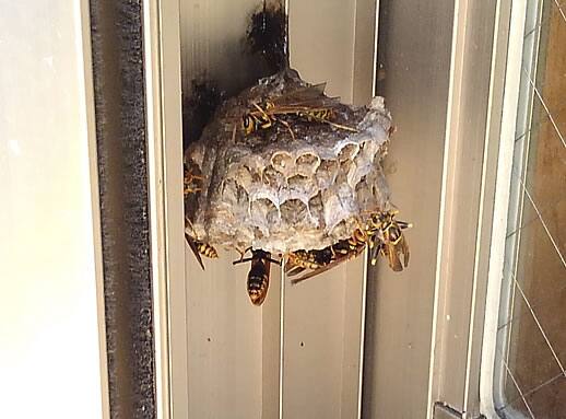 アシナガバチの巣成長