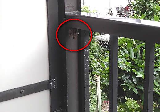 アシナガバチ注意点手すり