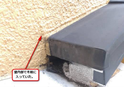 アシナガバチ冬眠壁内部