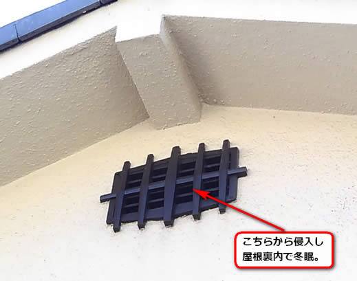 アシナガバチ冬眠屋根裏