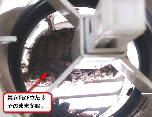 アシナガバチ冬眠換気口ダクト