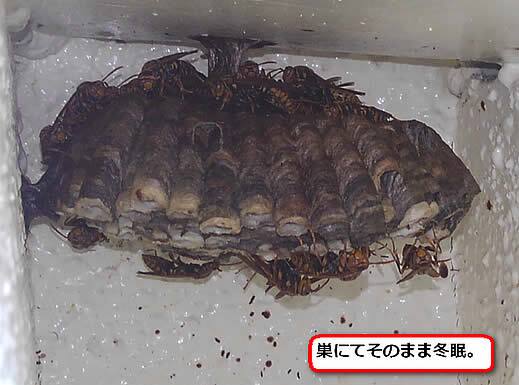 アシナガバチ冬眠巣にて