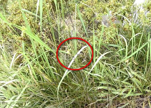 アシナガバチ駆除植え込み