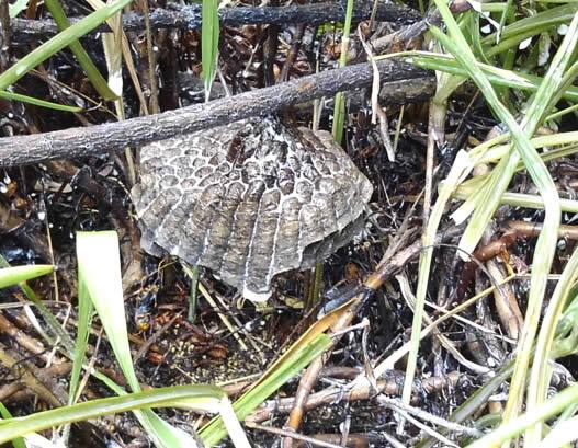 アシナガバチの巣駆除植え込み