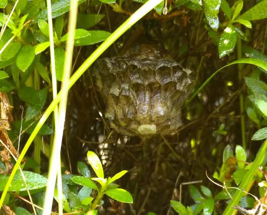 アシナガバチの巣駆除植え込み