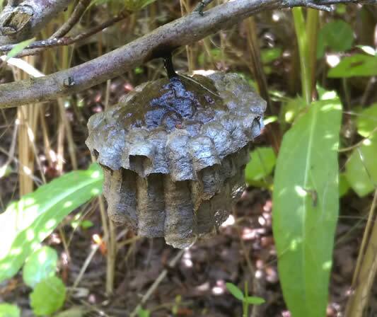 アシナガバチの巣駆除植え込み