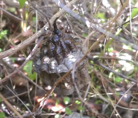アシナガバチの巣駆除植え込み