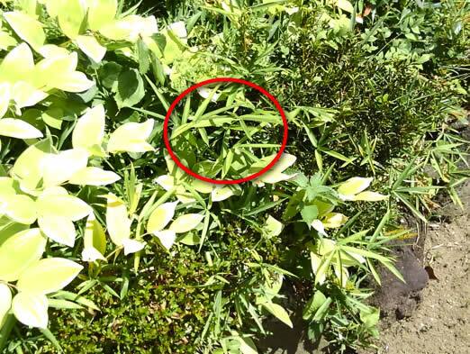 アシナガバチ注意点植え込み