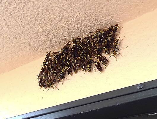 アシナガバチ駆除群がり