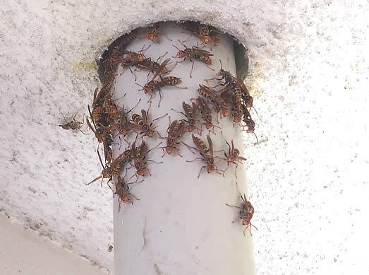 アシナガバチ群がり