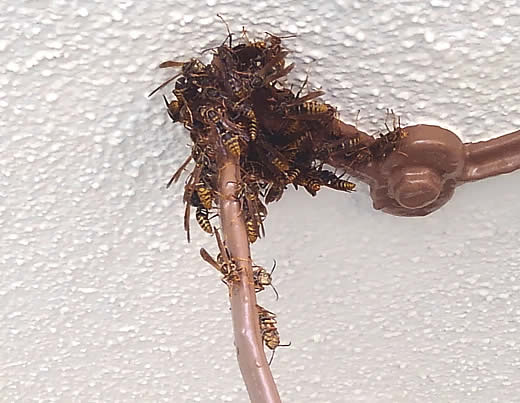 アシナガバチ群がり