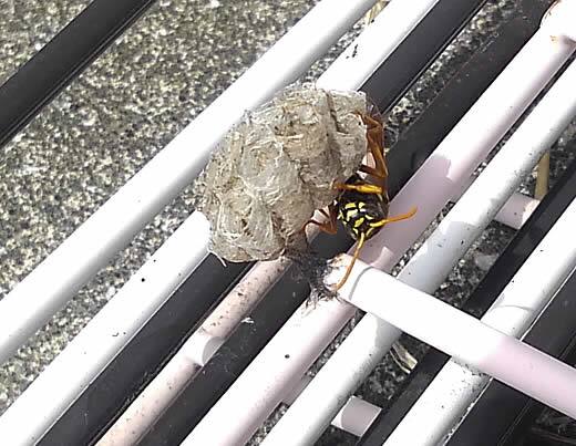 フタモンアシナガバチの巣
