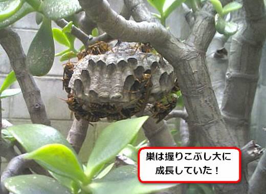 セグロアシナガバチの巣駆除