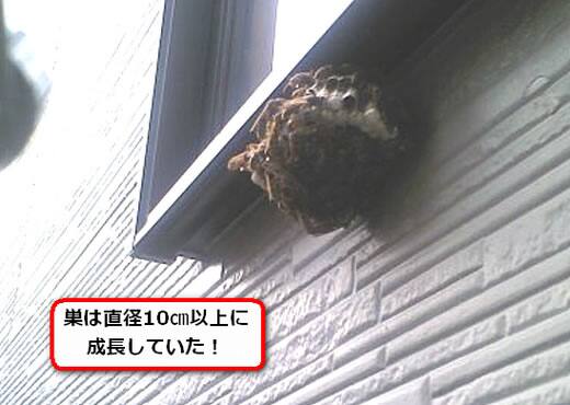 セグロアシナガバチの巣駆除