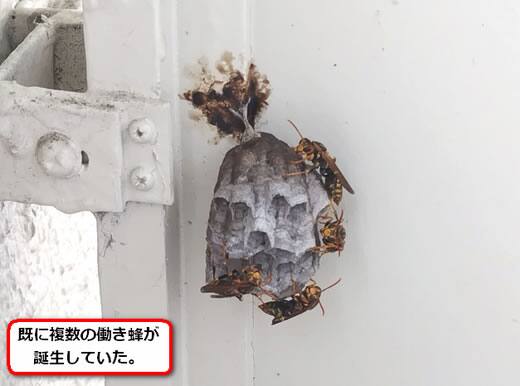 セグロアシナガバチの巣駆除