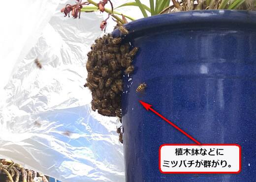 ミツバチ分蜂植木鉢
