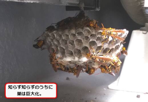 アシナガバチ巣窓サッシ