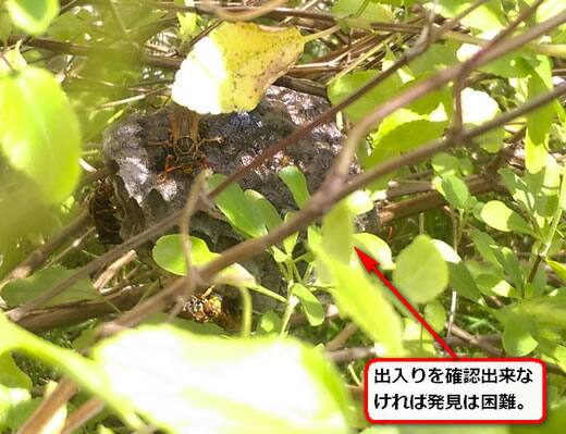 アシナガバチ巣植え込み