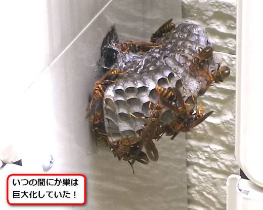 給湯器アシナガバチ巣