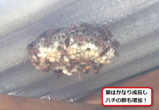 物置小屋アシナガバチ巣