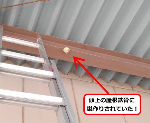 鉄骨屋根蜂の巣