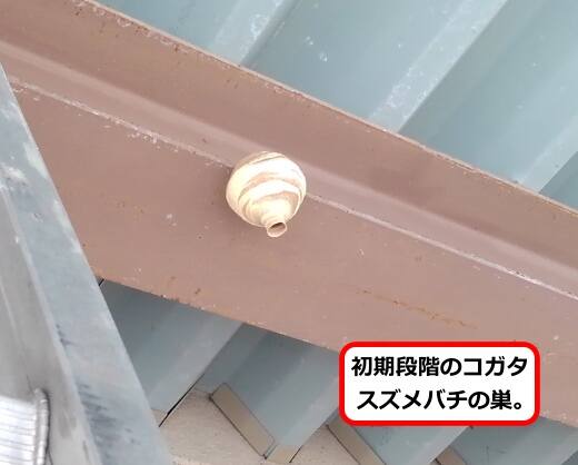 初期スズメバチ巣