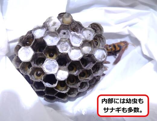 アシナガバチ巣