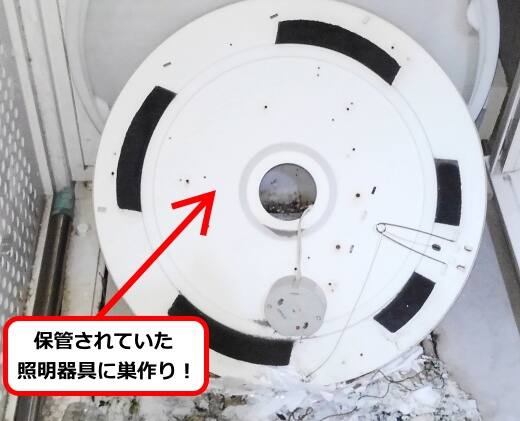 8月3日アシナガバチ