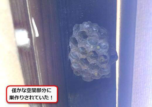 アシナガバチ巣隙間