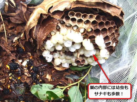 コガタスズメバチの巣