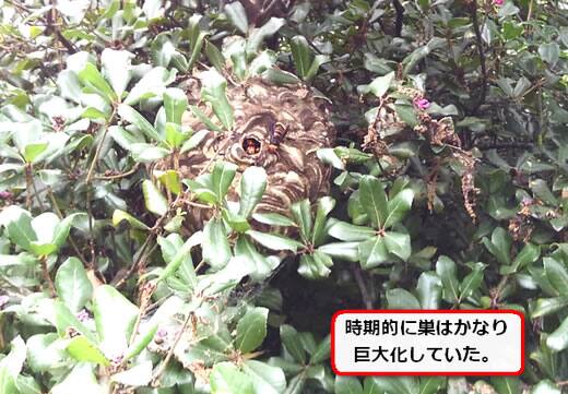 コガタスズメバチ巣植木枝