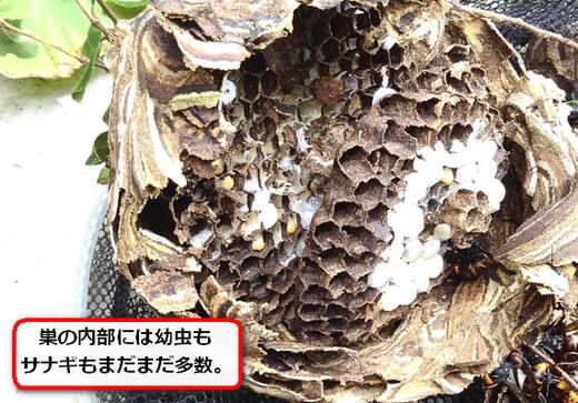 コガタスズメバチ巣