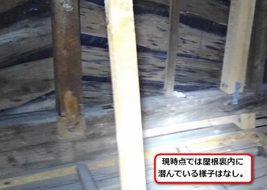ハチ調査屋根裏