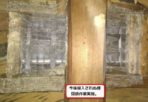 アシナガバチ侵入防止